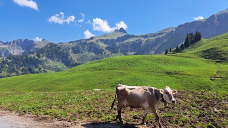 Eine Kuh grast auf einer grünen Wiese in den Bergen unter blauem Himmel.