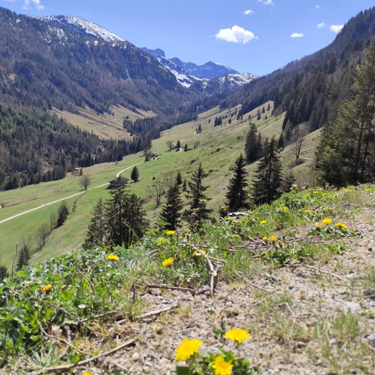 Berglandschaft mit blühenden gelben Blumen und bewaldeten Hängen im Hintergrund.