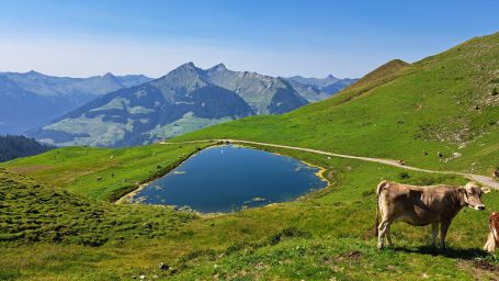 Berglandschaft mit grünen Wiesen, einem kleinen Teich und einer Kuh.