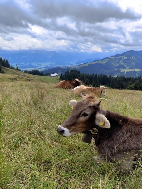 Kühe grasen auf einer Wiese mit Blick auf Berge und bewölkten Himmel.